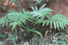 Pteris quadriaurita